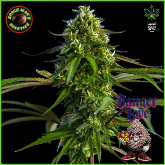 Spaceman's Genetics - Danger Love
