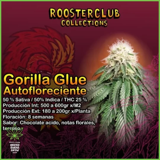 Rooster Club – Gorilla Glue Auto – 50% Sativa / 50% Indica