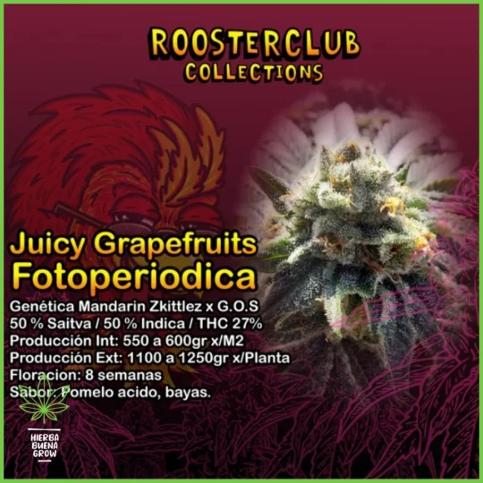 Rooster Club – Juicy Grapefruits – 50% Sativa / 50% Indica