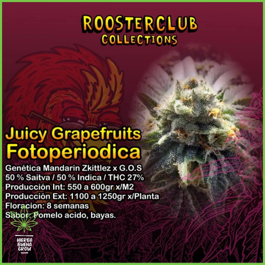 Rooster Club – Juicy Grapefruits – 50% Sativa / 50% Indica