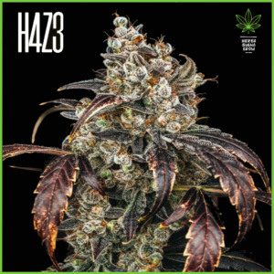 H4Z3 – Reserve Fruit (Drop Peach Crescendo)
