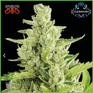 Silver River – Clerikush