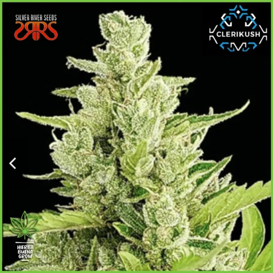 Silver River – Clerikush
