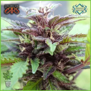 Silver River – Crystal Med CBD