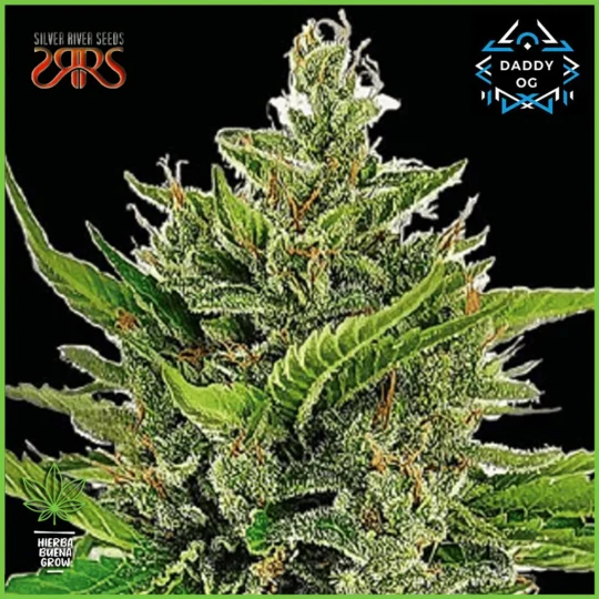 Silver River – Daddy OG
