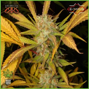Silver River – Flash
