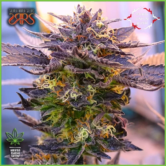 Silver River – Fried Onion Kush