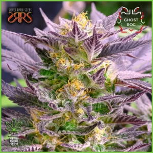 Silver River – Ghost Rog