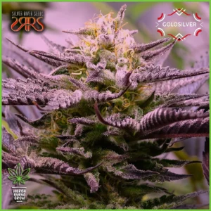 Silver River – Golosilver