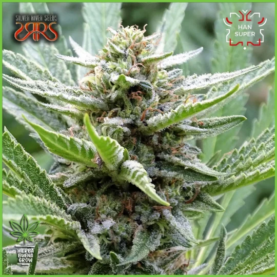 Silver River – Han Super