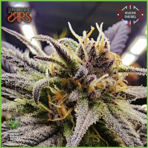 Silver River – Kuchi Diesel