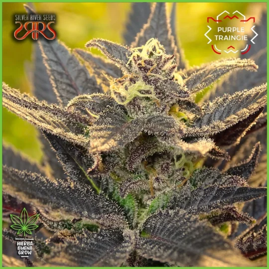 Silver River – Purple Traingie