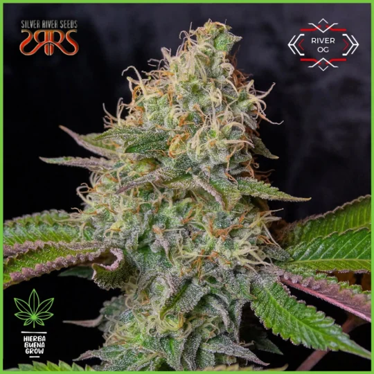 Silver River – River OG