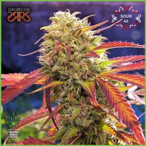 Silver River – Sour 46