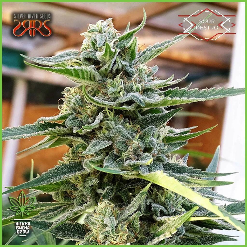 Silver River – Sour Destro