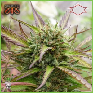 Silver River – Sour Flash