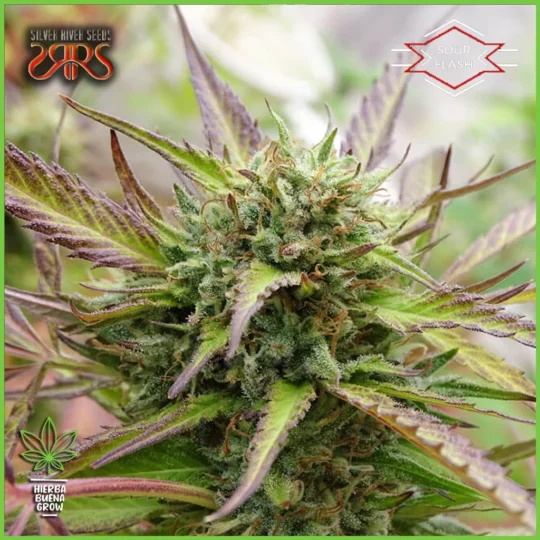 Silver River – Sour Flash