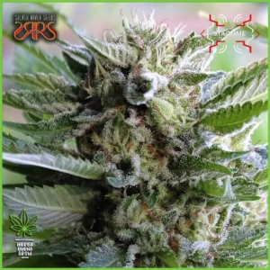 Silver River – Starlime