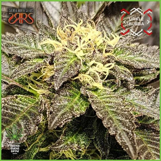 Silver River – Urkle Bubba