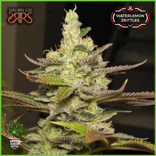 Silver River – Waterlemon Zkittles