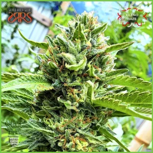 Silver River – Xileno Haze