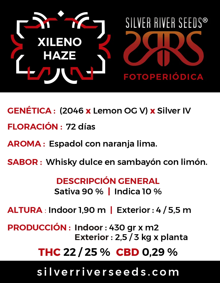 Silver River – Xileno Haze - Imagen 2