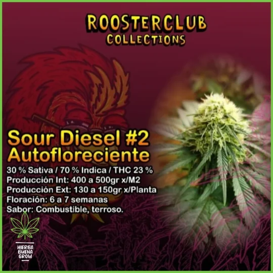 Rooster Club – Sour Diesel #2 Auto – 30% Sativa / 70% Indica