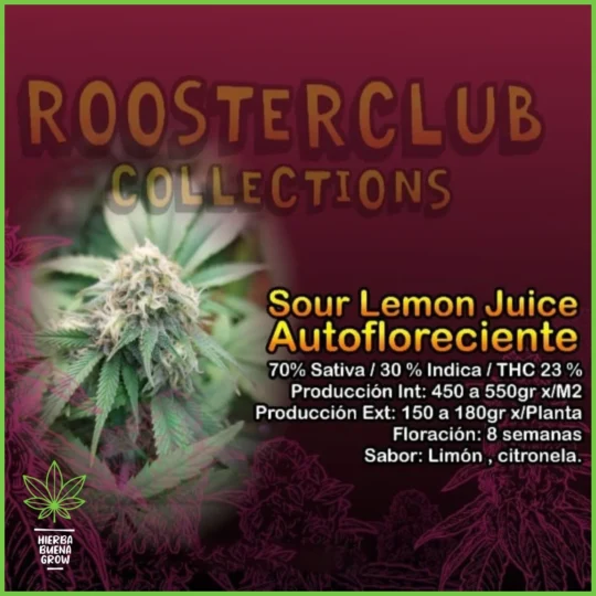 Rooster Club – Sour Lemon Juice Auto – 70% Sativa / 30% Indica