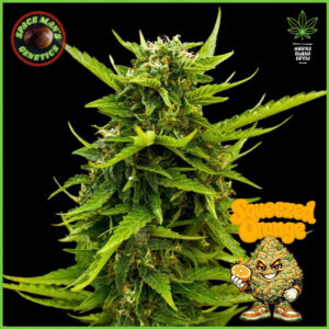Spaceman's Genetics - Squeezed Orange