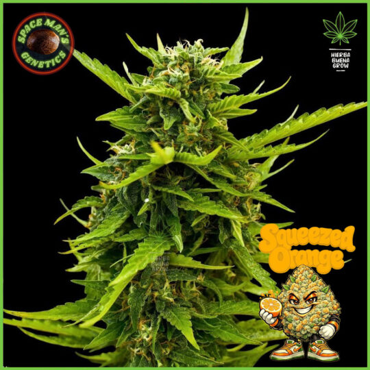 Spaceman's Genetics - Squeezed Orange
