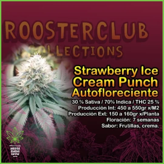 Rooster Club – Strawberry Ice Cream Punch Auto – 30% Sativa / 70% Indica