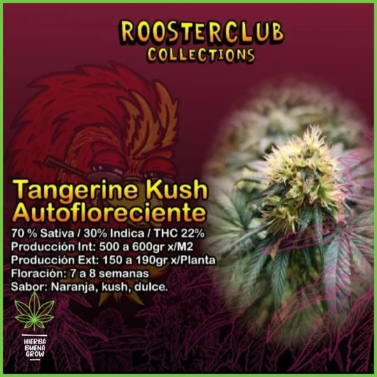 Rooster Club – Tangerine Kush Auto – 70% Sativa / 30% Indica