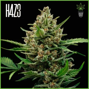 H4Z3 – Duraznito (Drop Peach Crescendo)