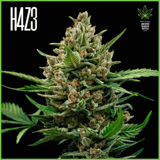 H4Z3 – Duraznito (Drop Peach Crescendo)