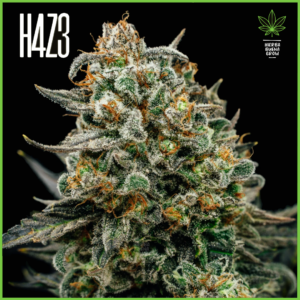 H4Z3 – Momo Sampler (Drop Peach Crescendo)