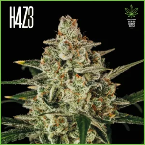 H4Z3 – Nectar Glue (Drop Peach Crescendo)
