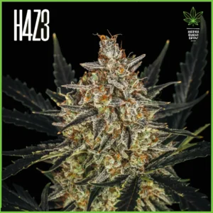 H4Z3 – Nube Voladora (Drop Peach Crescendo)