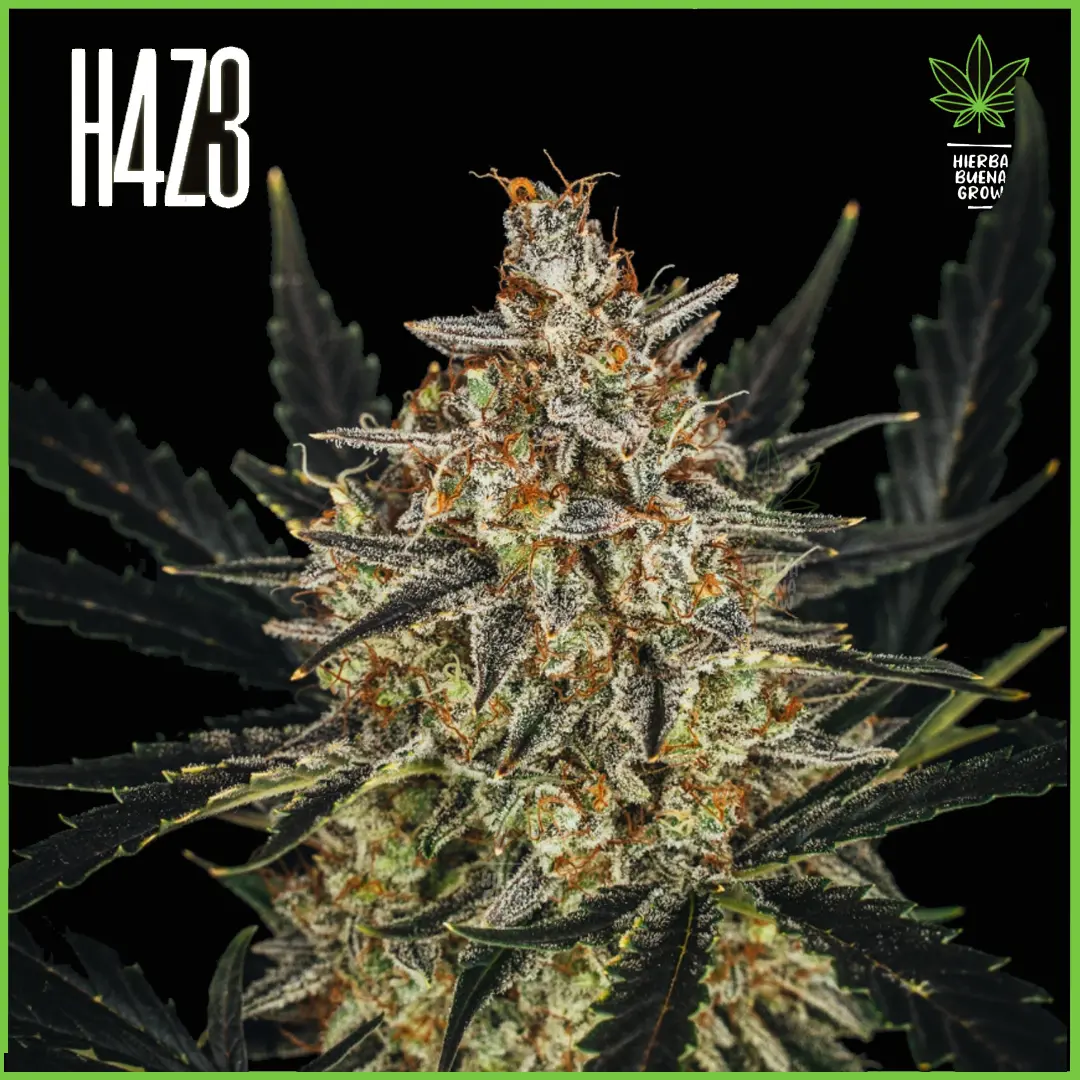 H4Z3 – Nube Voladora (Drop Peach Crescendo)