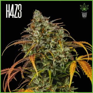 H4Z3 – Tequila Sunrise (Drop Peach Crescendo)