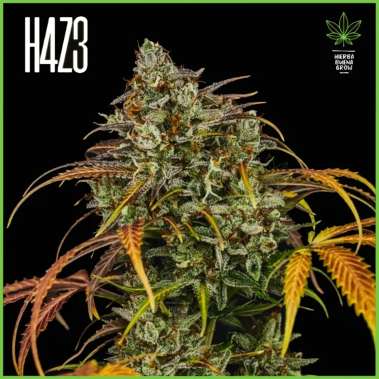 H4Z3 – Tequila Sunrise (Drop Peach Crescendo)